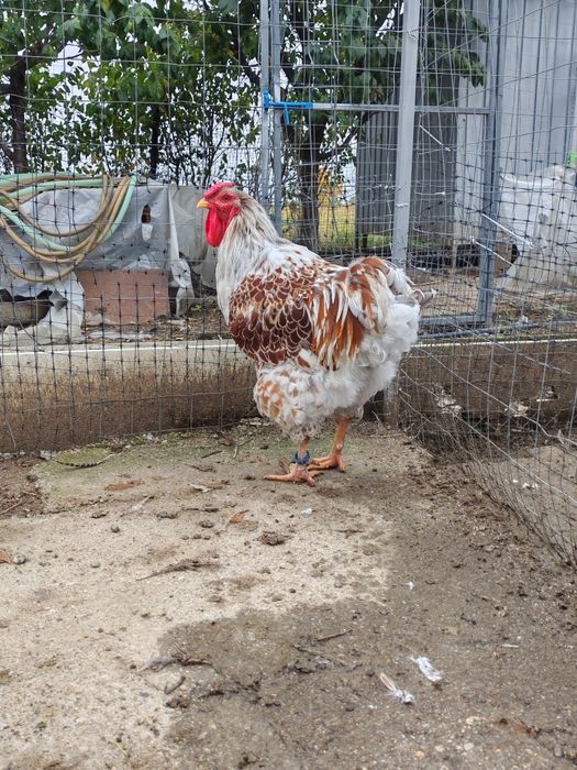 Cocos wyandotte Splash