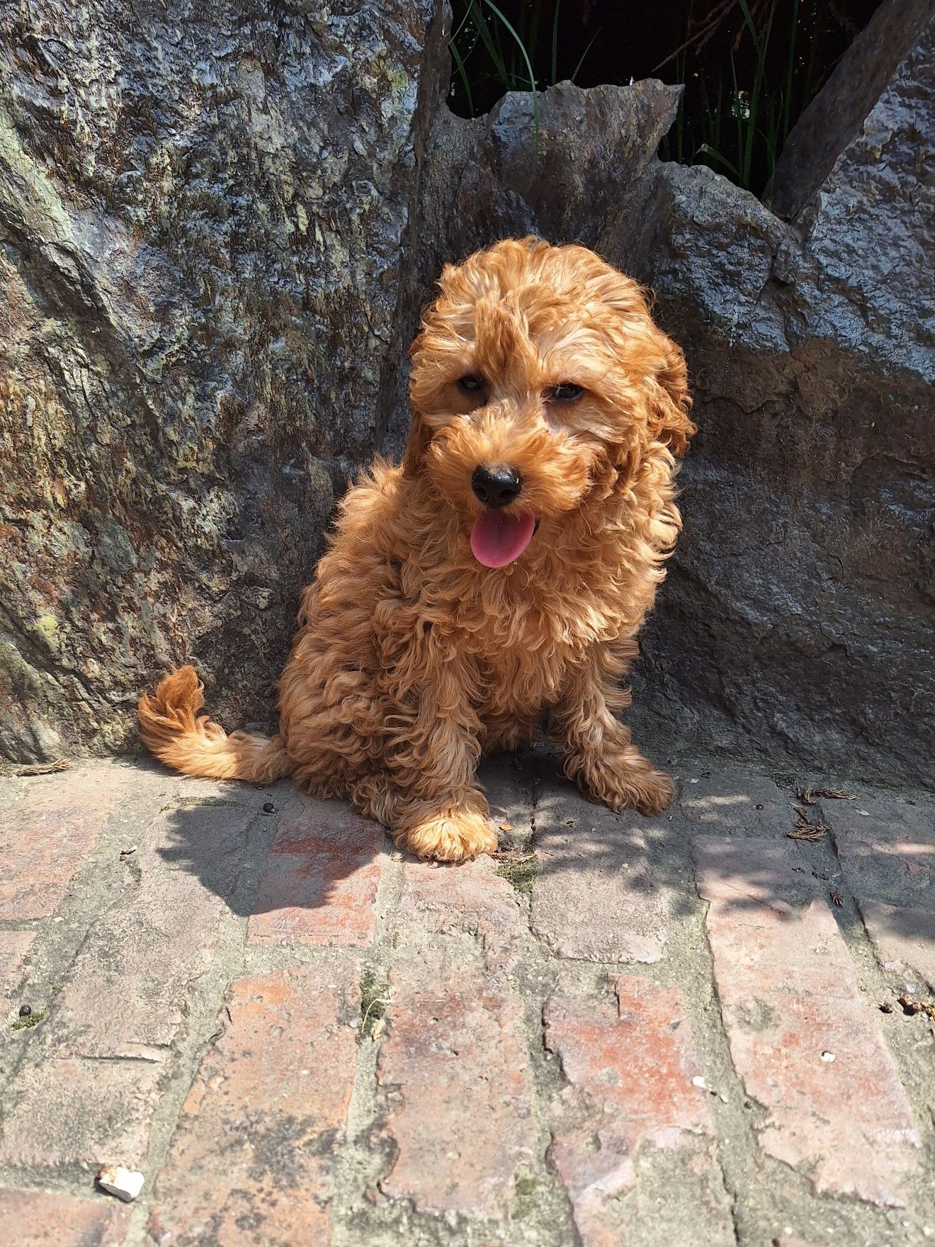 Pudel/caniche pitic