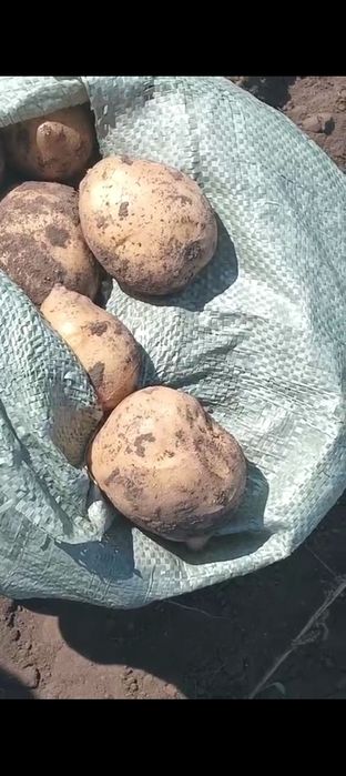 продается картошка без химикатов
