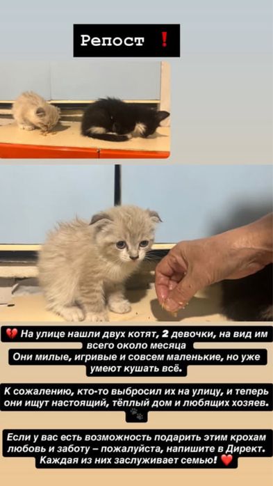 Дарю котят (2 девочки)