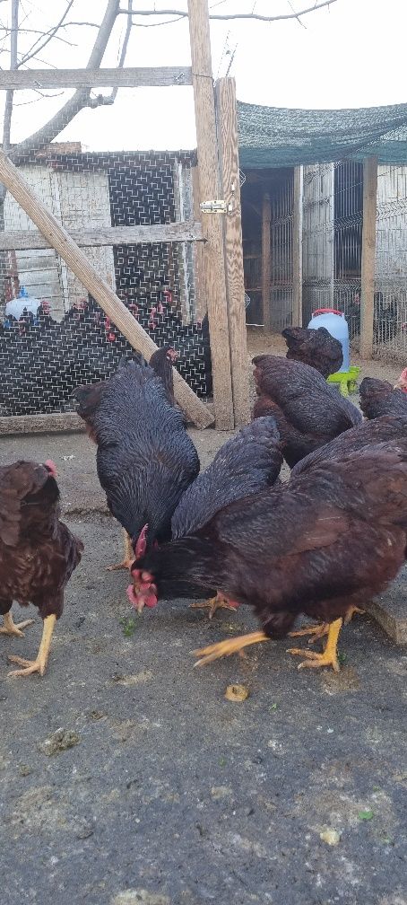 Pui de rasa Rhode island,australorp,marans,wyandotte