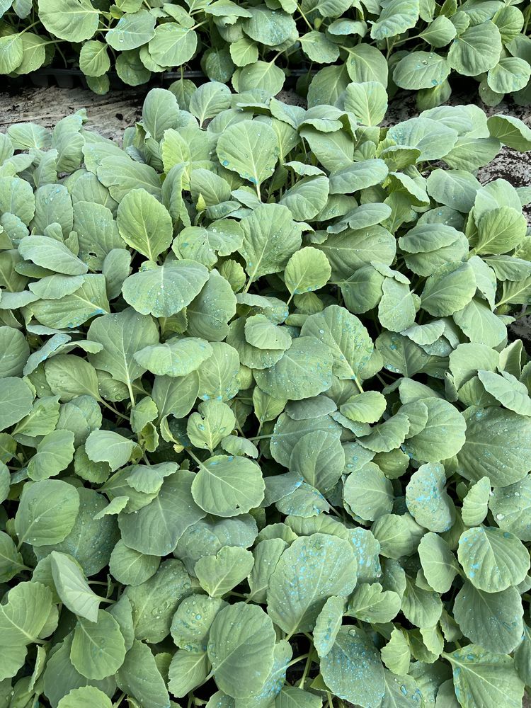 Rasaduri varza alba, varza rosie, conopida, praz, rosii, castraveti