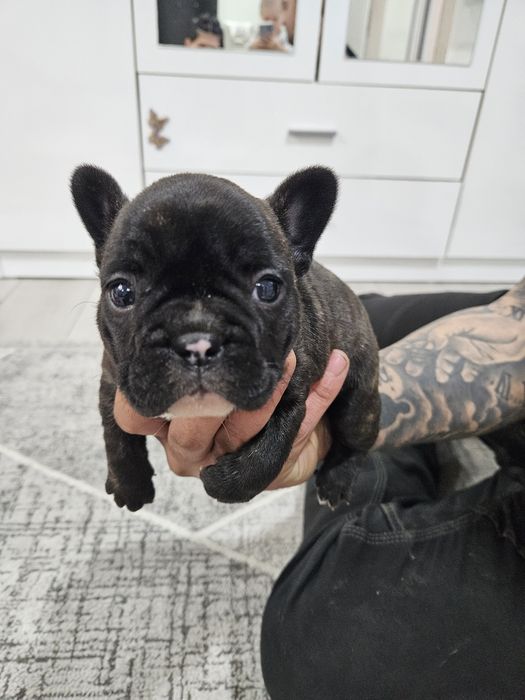 Френски булдог ,