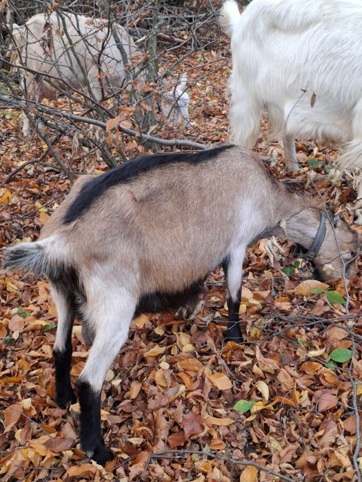 Vând capre bune de lapte