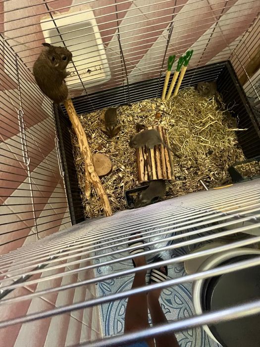 De vânzare veverițe Degu