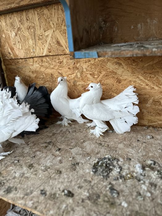 Porumbei voltati indieni