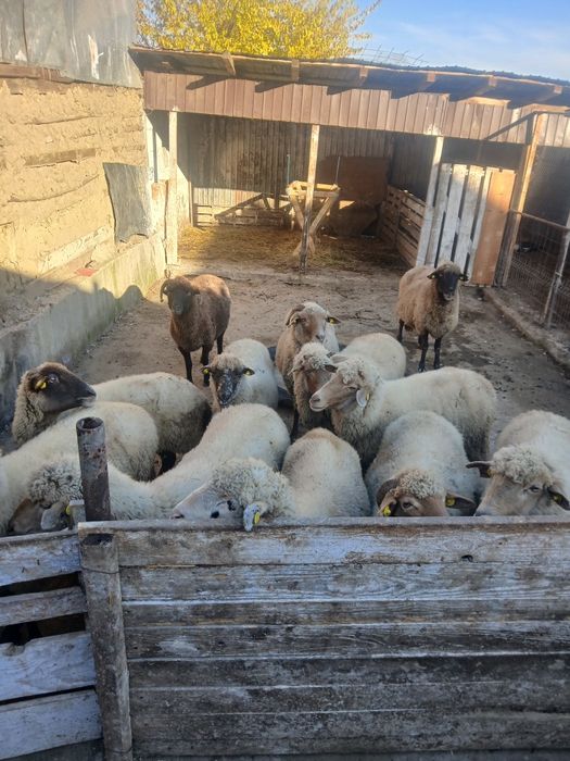 Vând 13 oi bune de ținut