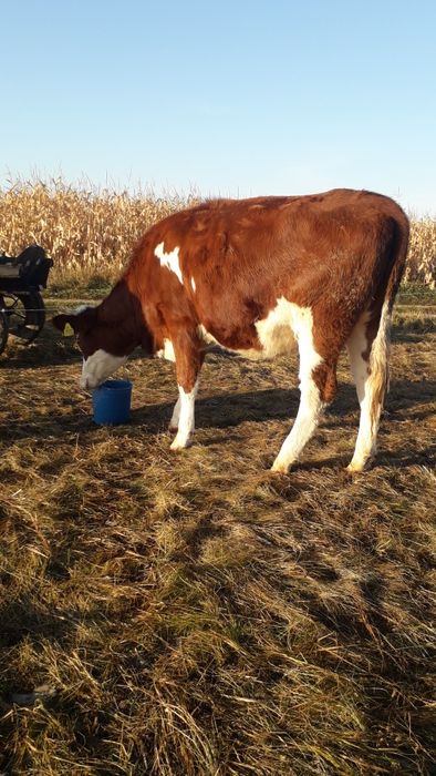 1 vaca  la a 3 fatare si o juninca de 2 ani