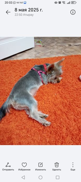 Йоркширский Терьер срочно продаётся