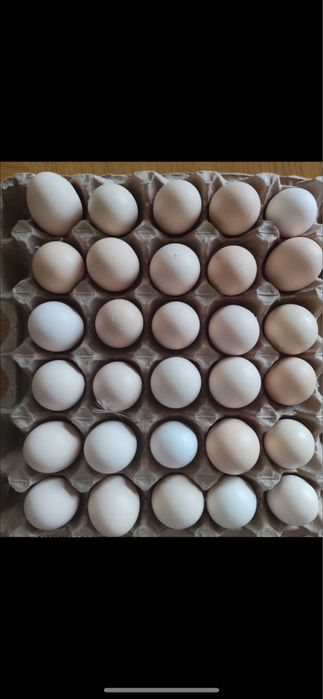 Яйцо кресьянское доставка беплатно