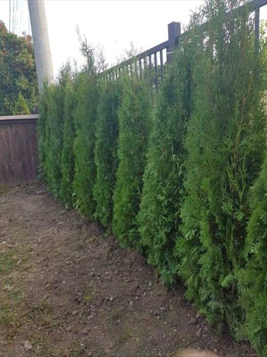 Plante ornamentale și gazon rulou sport, leylandii 2m - 4m gard viu
