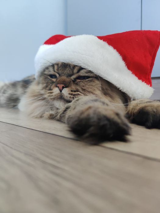 Вязка / Ищу невесты для скоттиш фолд