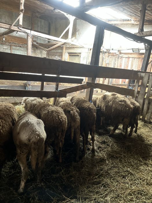 oi de vanzare, 7 buc.