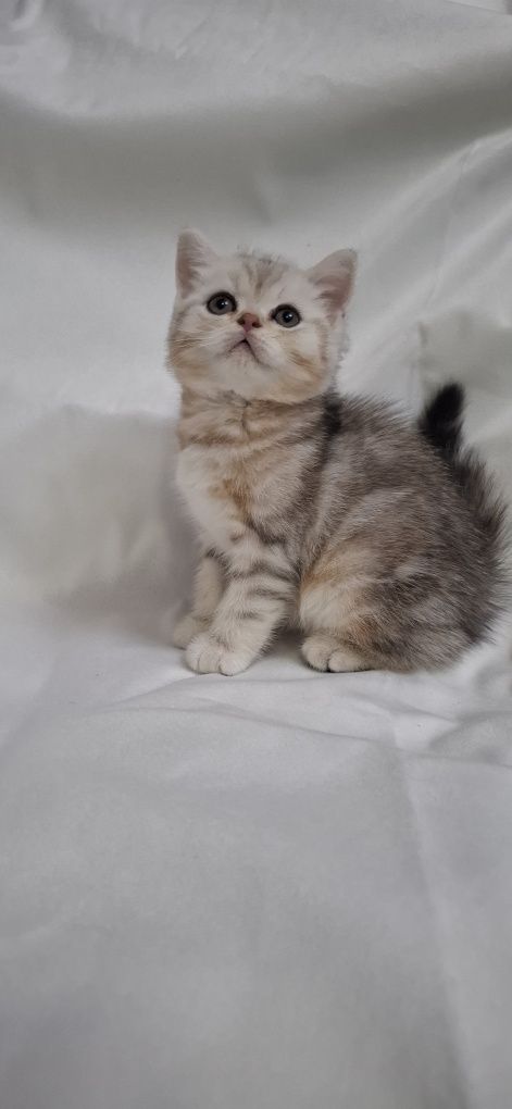 Продаю шотландских котят