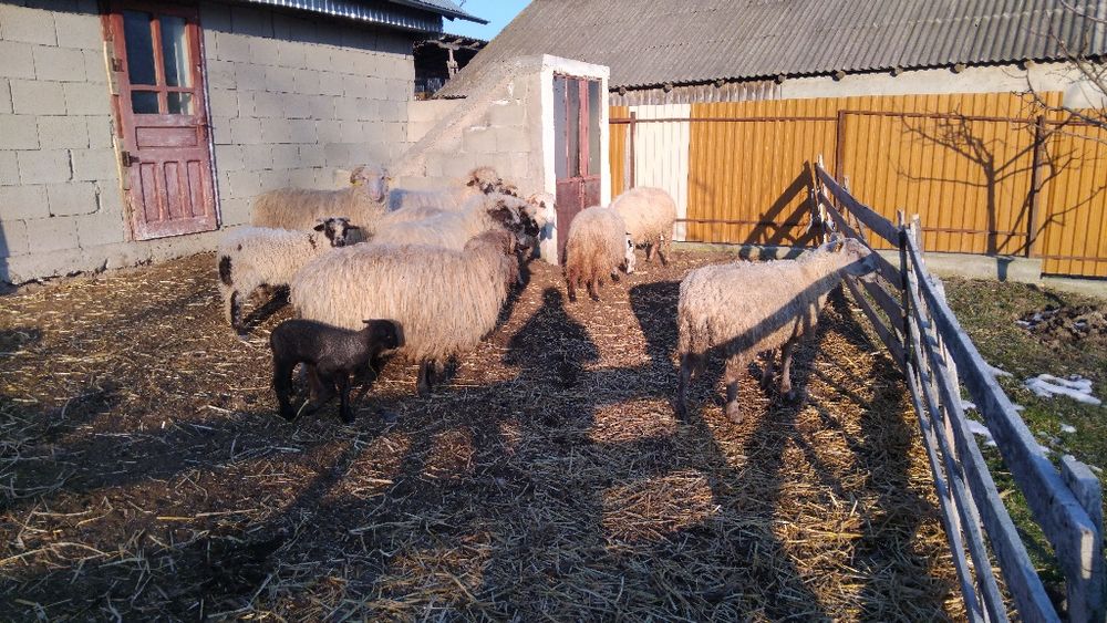 Vând oi bune de ținut