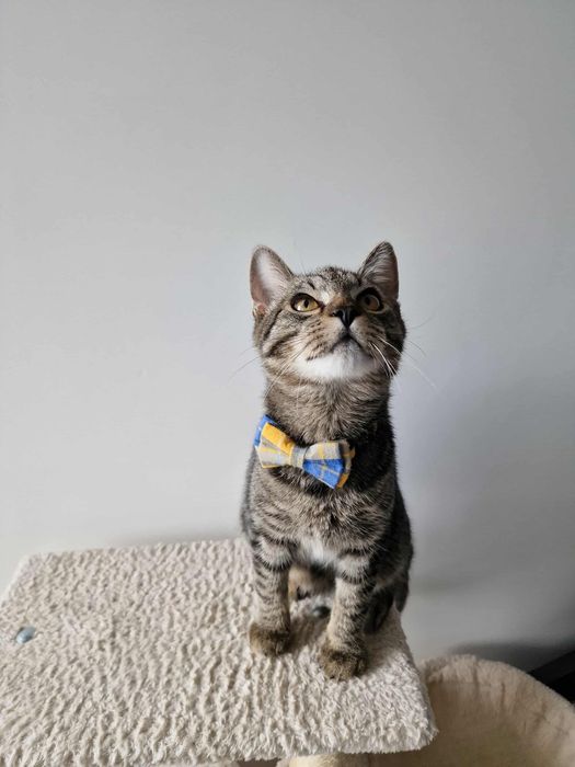 Ofer spre adoptie motan