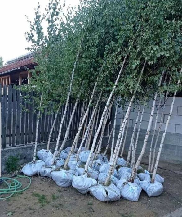 Mesteacăn cu coja alba tei mirositor leilandi chiparos