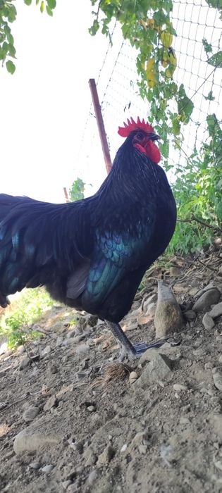 Ouă pentru incubat Australorp negru
