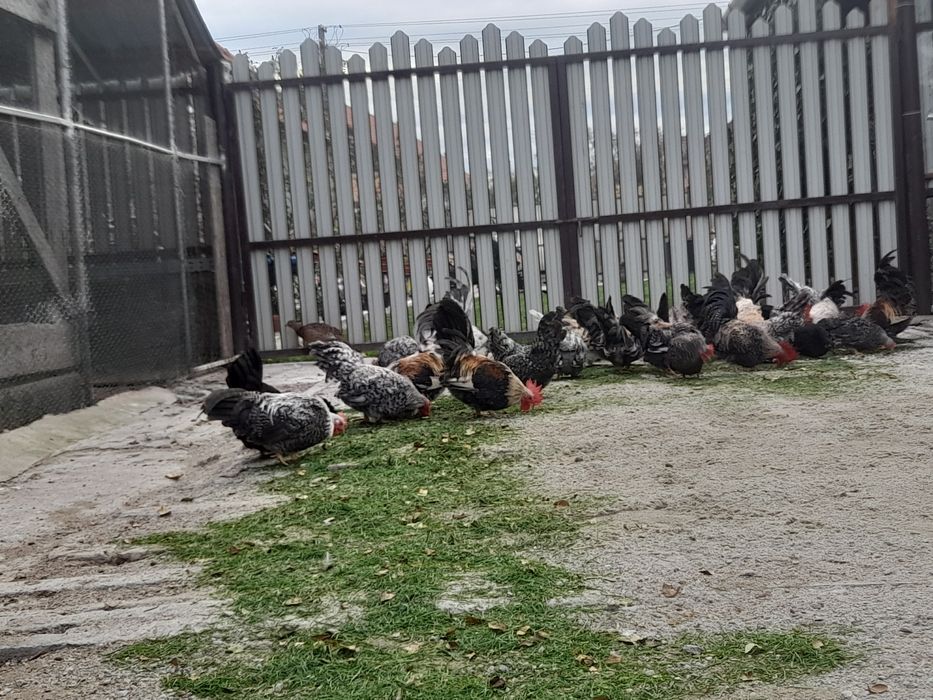 De vânzare gainuse chabo sau schimb cu cereale