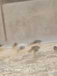 Corydoras aeneus voalat    .