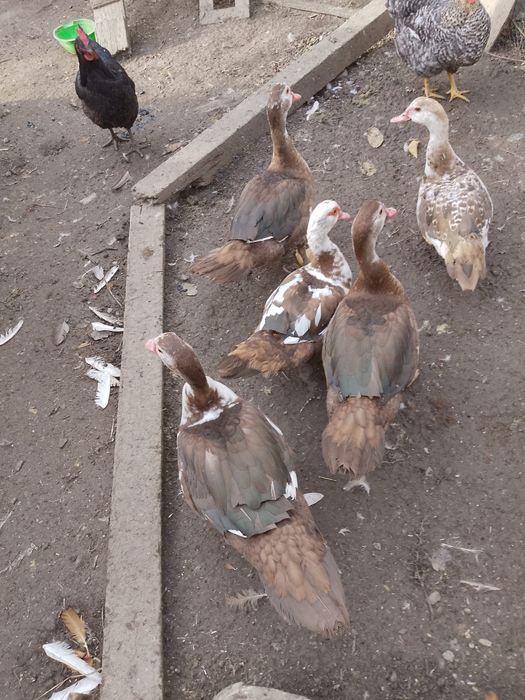 Vând rațe leșești