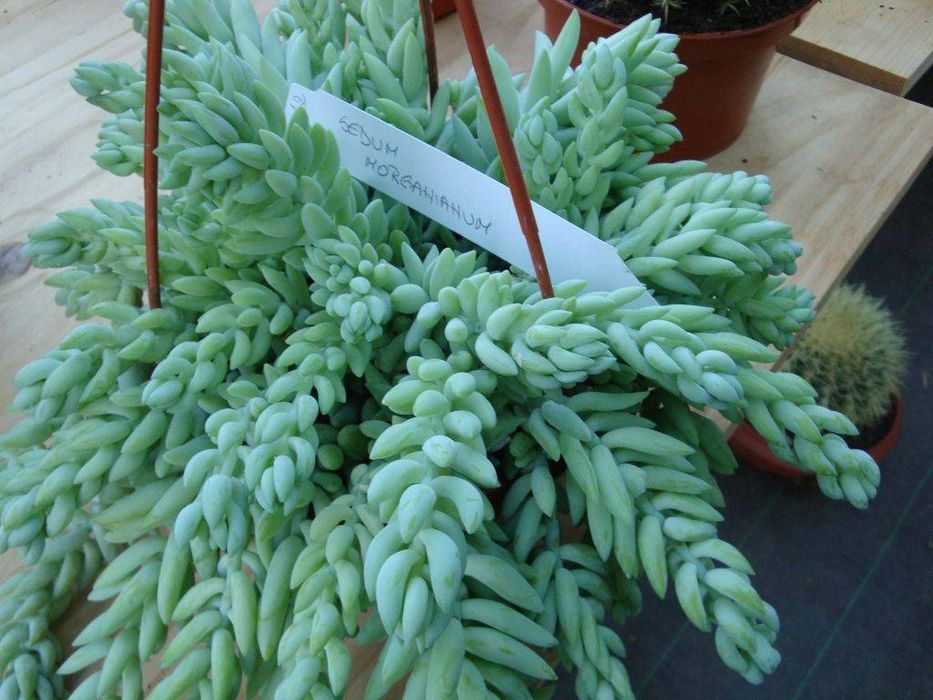 Очиток моргана укорененные отростки (суккулент)