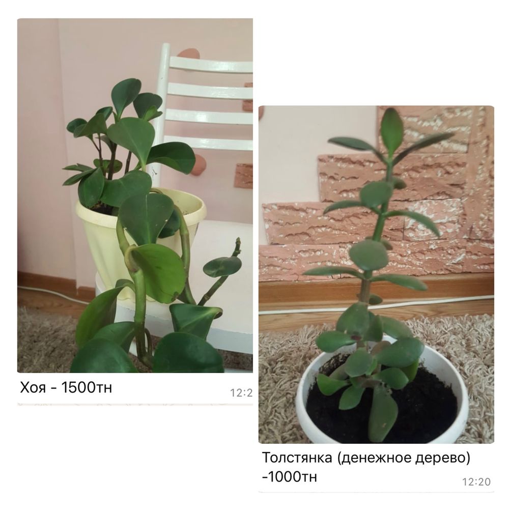Комнатные цветы в горшках