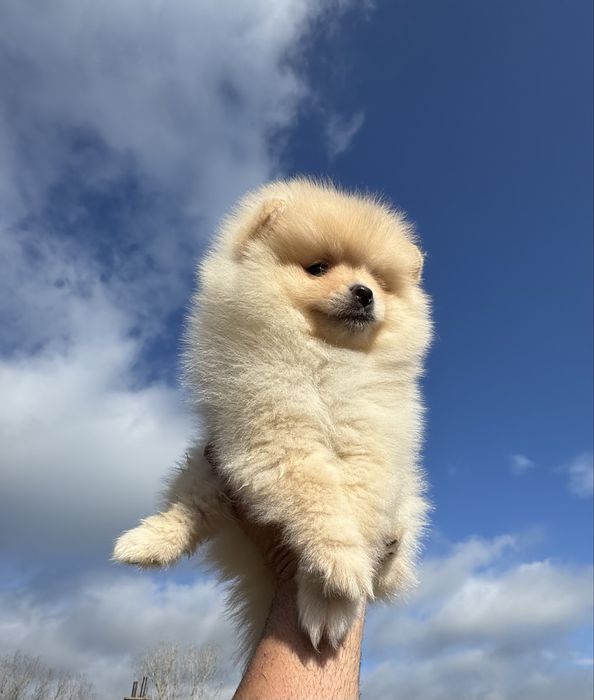 Продавам померан - възможна доставка