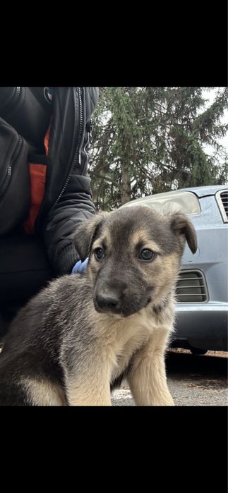 Donez catel pentru curte