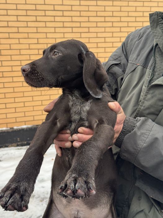 Драатхар щенок 5 месяцев