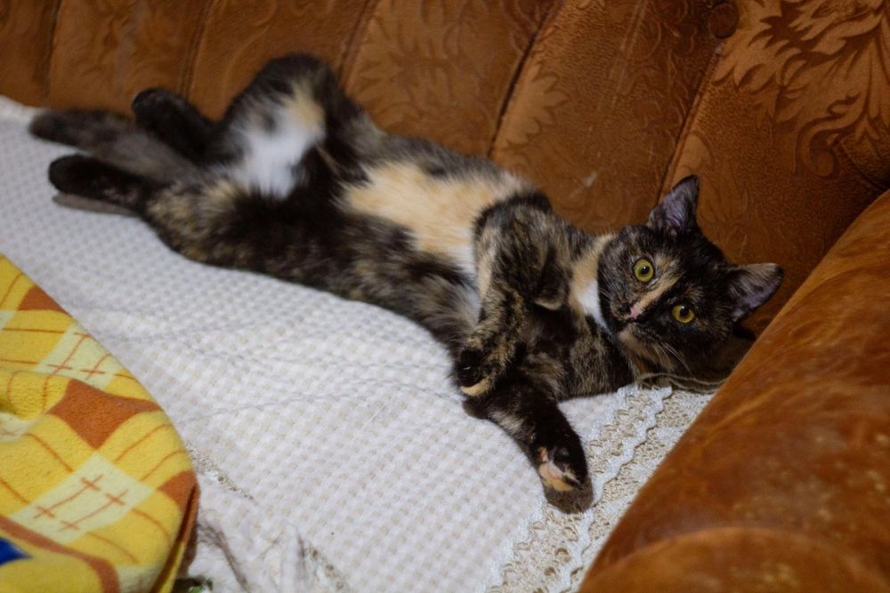 Ириска - котенок девочка 4,5 месяца