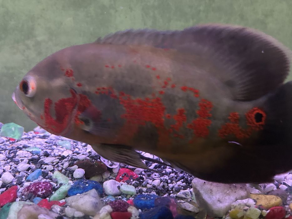 Продаются рыбки аквариумные хишники