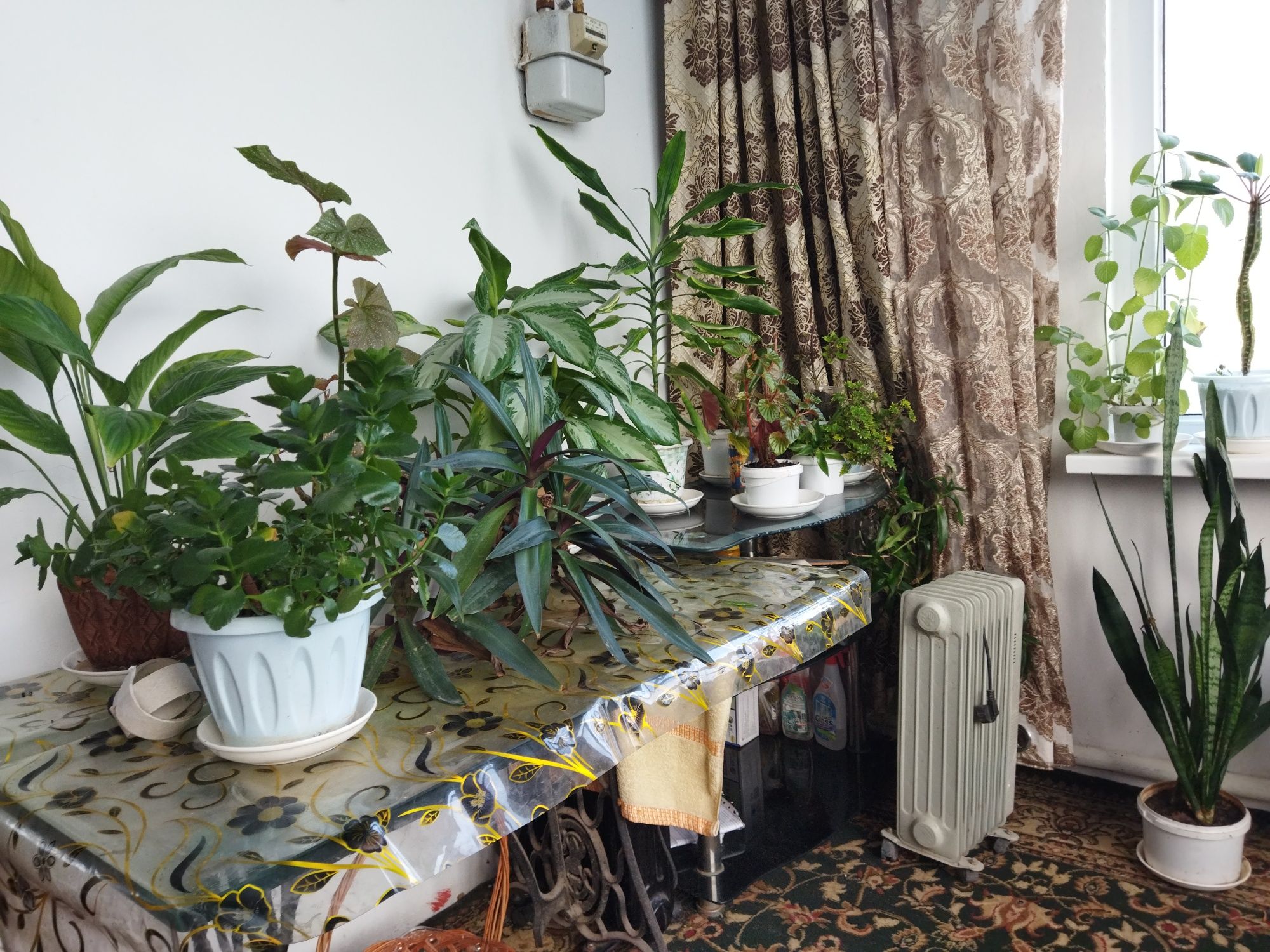Комнатные растения
