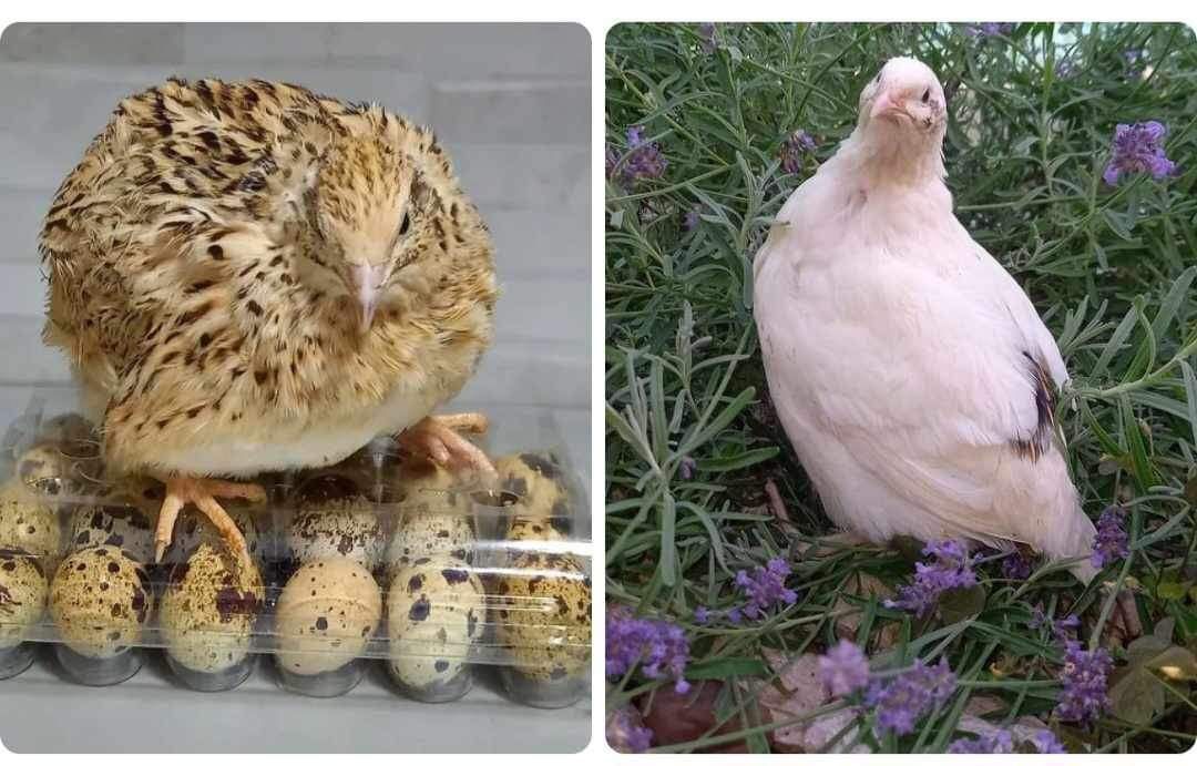 Vând prepelite mature de ouă sau pui oua incubator furajate natural