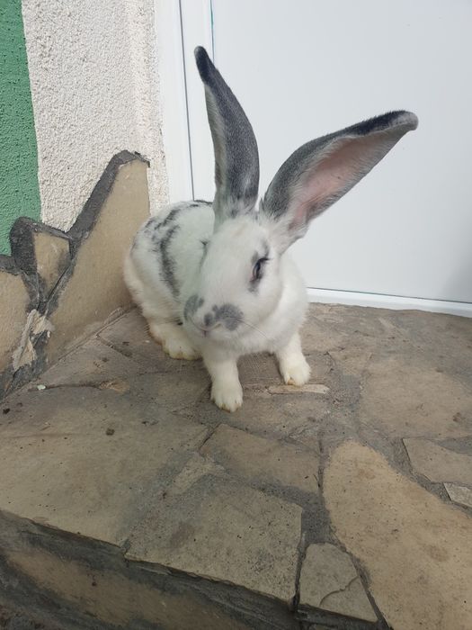 Vand un iepuri femela