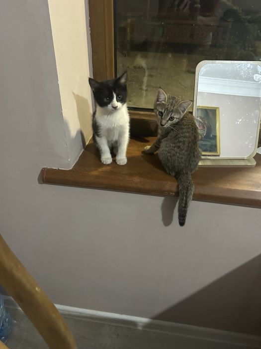 Милые котята ищут дом
