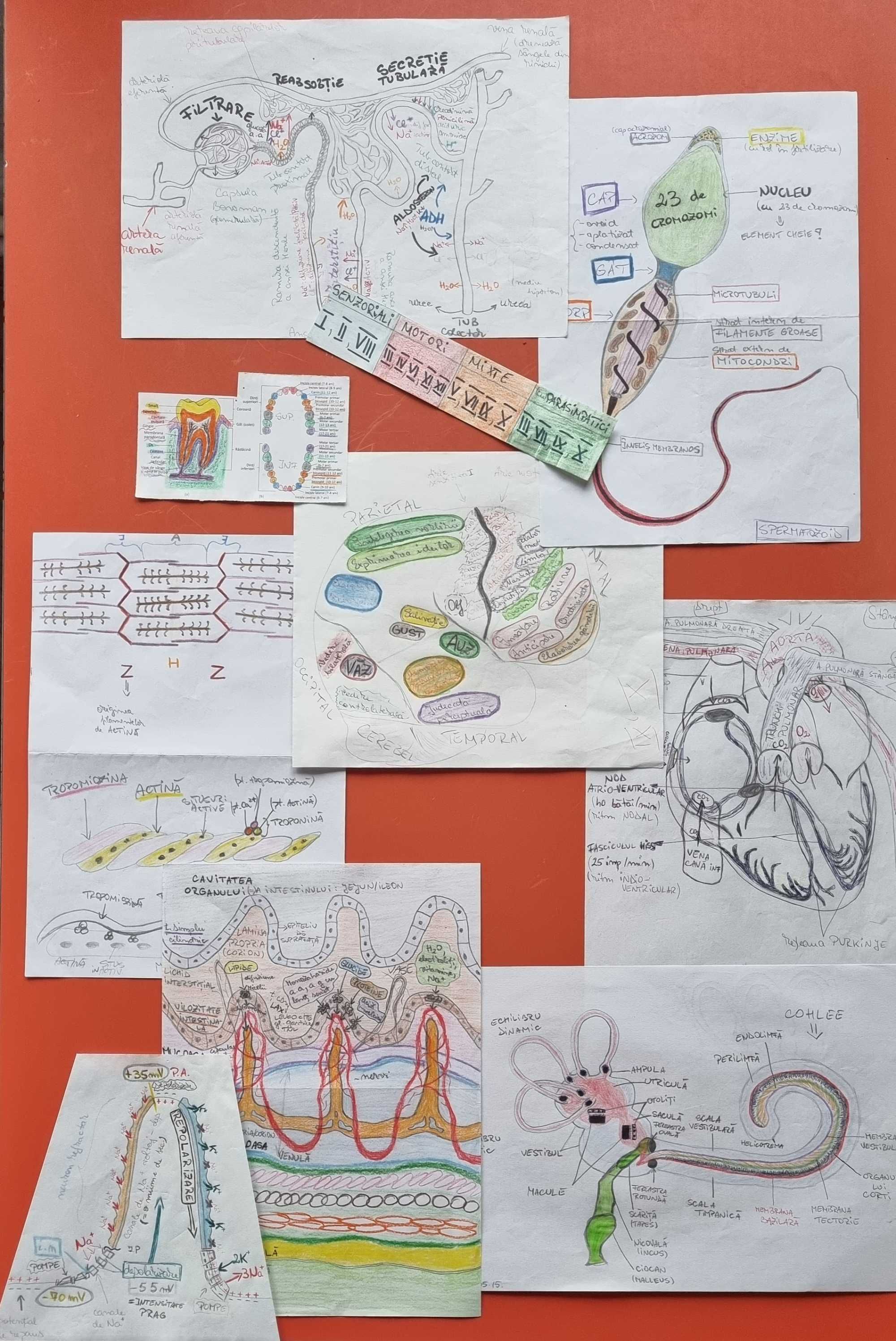 Meditații online biologie admitere medicină Barron’s