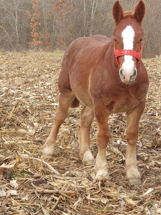 Brutus armasar de viitor mama breton și tata ardenez. Foarte blind