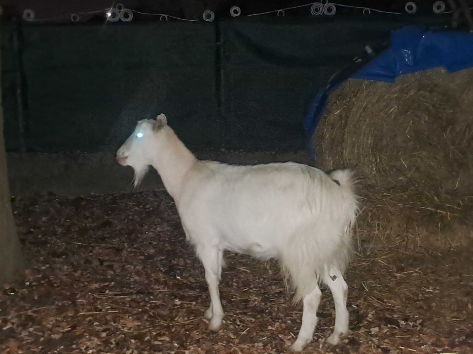 Capre de carne foarte bune