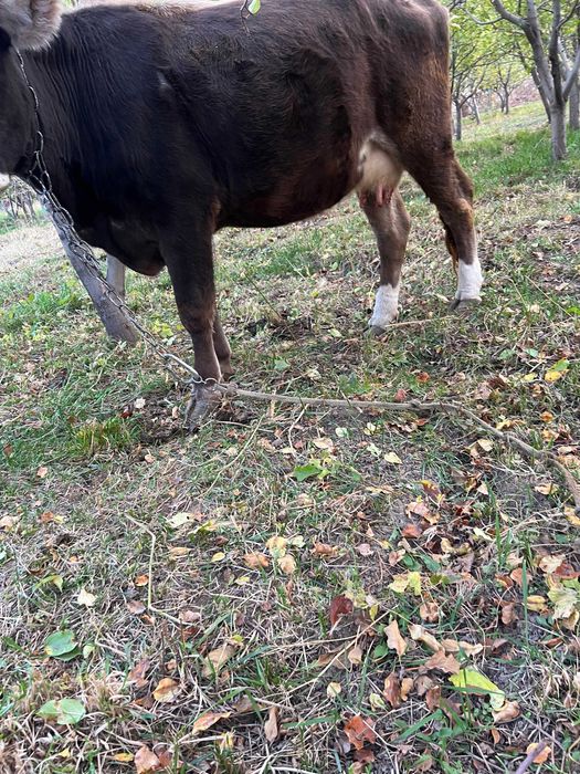 Продам корову дойную