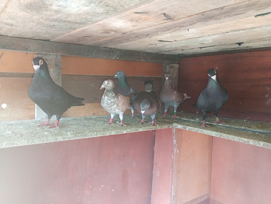 De vânzare porumbei voiajori