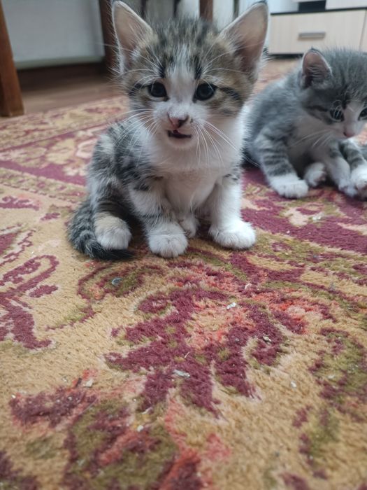Котята домашние 1.5 месяца