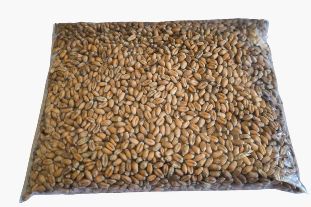 Iarba pisicii, seminte crestere verdeata pentru digestia piscii - 250g
