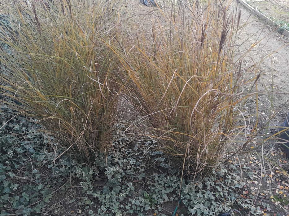 Iarba de pampas, anul 4-5