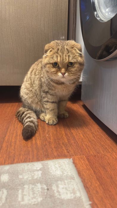 шотландская вислоухая