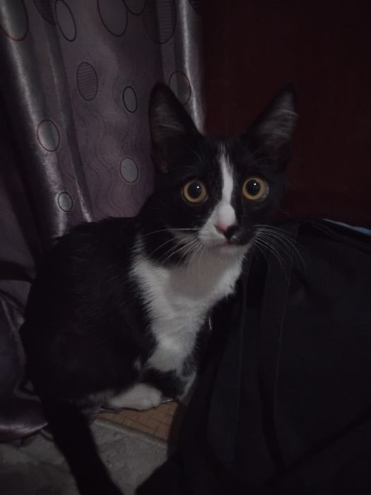 Отдам кота в хорошие руки