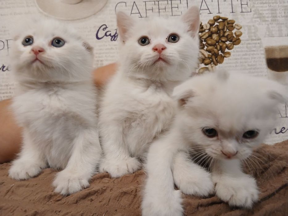 Продам белоснежных котят от правильной вязки