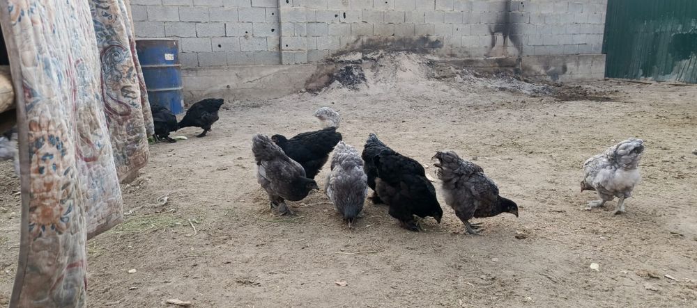 Продам курочки брама джерийскый