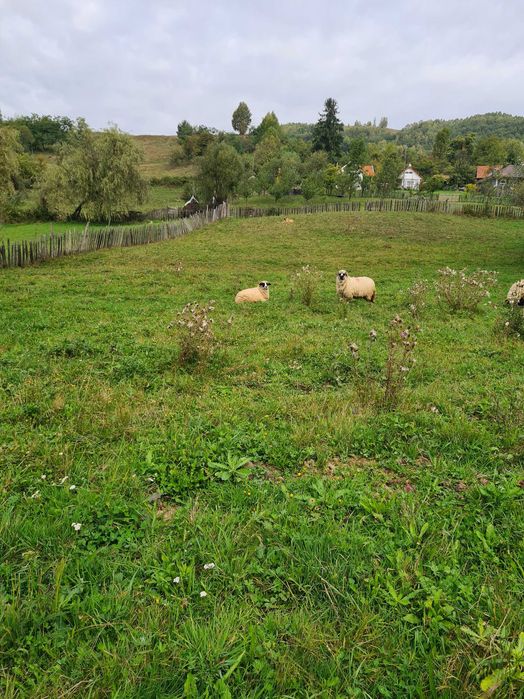 Teren intravilan vânzare