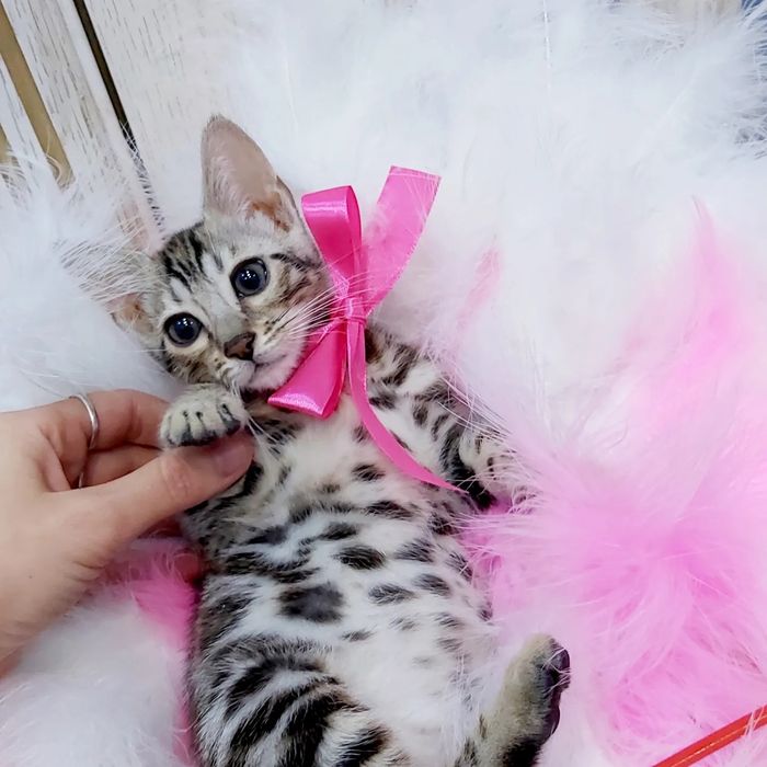 Красотка Бенгальская - Серебро котёнок- Девочка, есть Коты